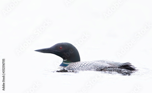 Common Loon (Gavia immer) swimming high key shot on Wilson Lake, Que, Canada