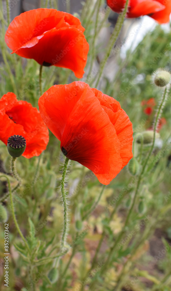 Bright red poppies flowers in the meadow. Bright red poppies flowers in the meadow.