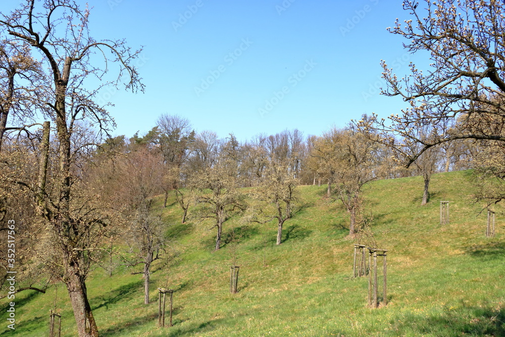 Scattered flowering wild pear trees on meadow, Burgstädtl, Kreischa, Dresden, Germany, Europe Scattered flowering wild pear trees on meadow, Burgstädtl, Kreischa, Dresden, Germany, Europe