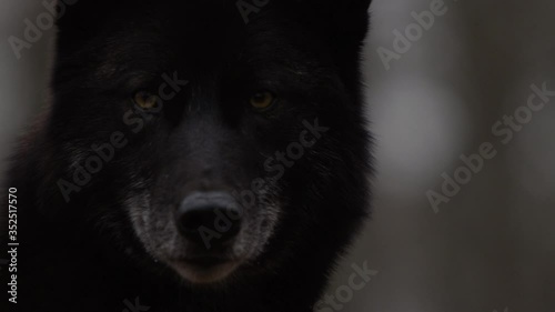 Schwarzer Wolf Zähne fletschend im Wald in Slow Motion gefilmt mit RED Scarlet-W