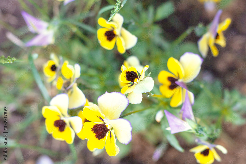 Fototapeta premium The garden pansy is a type of large-flowered hybrid plant cultivated as a garden flower. Pansy flower, the symbol of faithfulness while its floral intelligence assume the thinking of fans