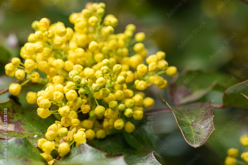 Flowering Mahonia aquifolium. Mahonia aquifolium is a species of flowering plant in the family Berberidaceae, native to western North America. Flowering Mahonia aquifolium. Mahonia aquifolium is a species of flowering plant in the family Berberidaceae, native to western North America.