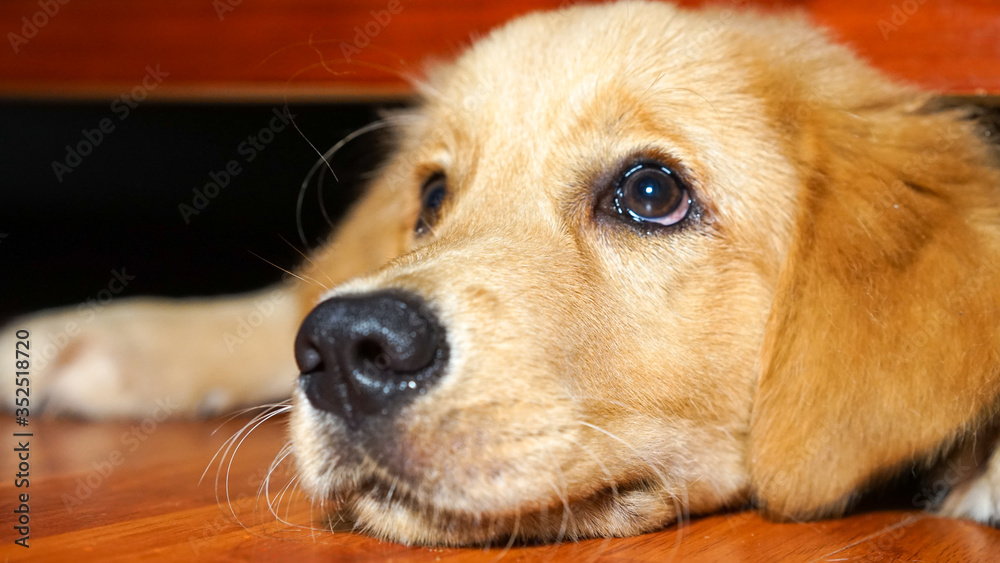 A cute puppy of a golden retriever laying on the floor under the bed and sofa, selective focus, blurred background, film grain