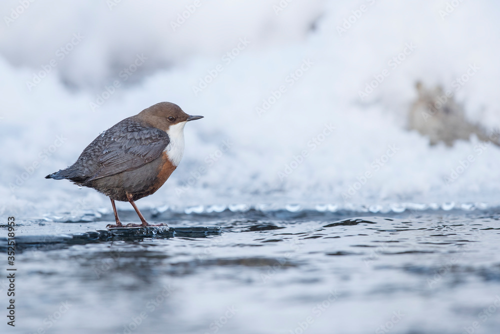 Wasseramsel