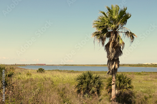 Nature landscape on Galveston Island, Texas, USA. A palm tree, the blue water of the lagoon and container ships in the far distance.  photo