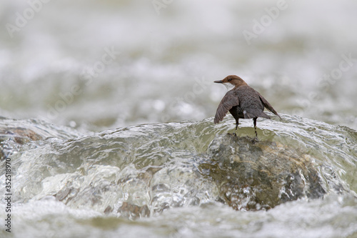 Wasseramsel photo