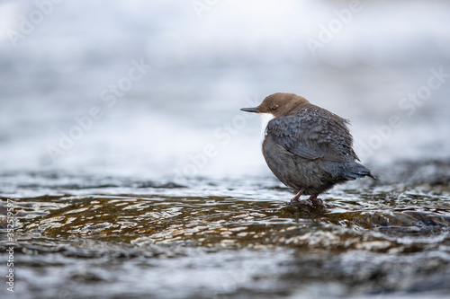 Wasseramsel am Gebirgsbach photo