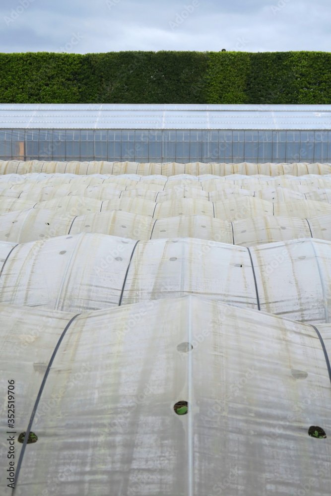 Obraz premium 温室のある春の畑風景