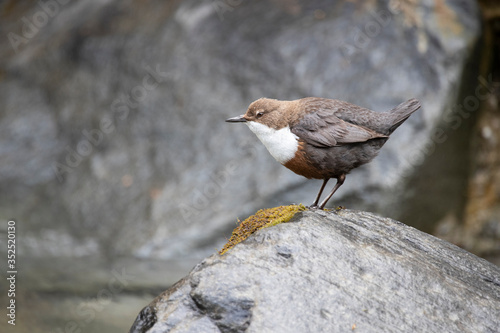 Wasseramsel am Gebirgsbach photo