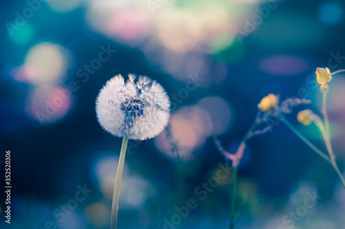 Fototapeta Naklejka Na Ścianę i Meble -  Abstract floral background, meadow in the early morning with beautiful fantastic bokeh