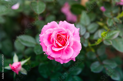 Pink rose flower from top view over blurred garden background  nature concept background  outdoor day light  spring or summer season