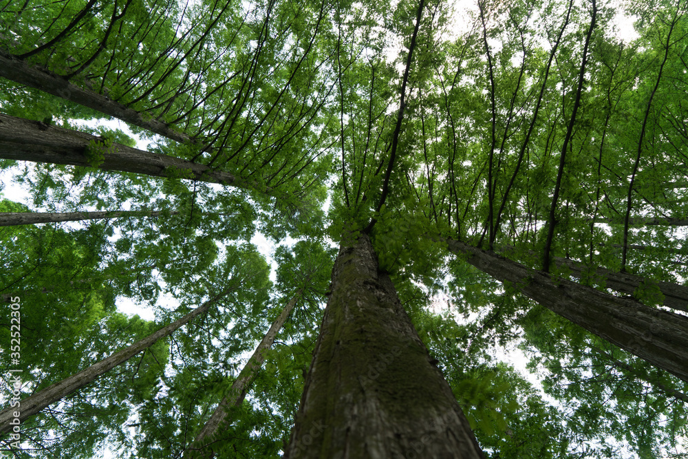 Naklejka premium 자연 휴림의 쉼터