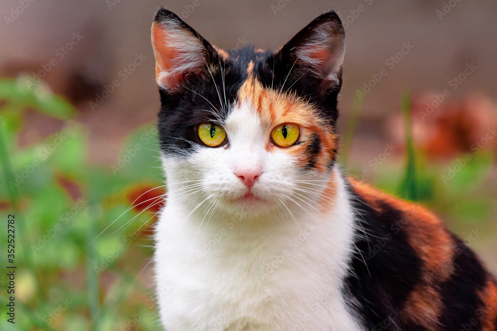 curious calico cat sitting outside. predator in the autumn garden curious calico cat sitting outside. predator in the autumn garden