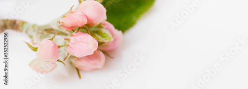 Flower buds of apple tree on a white background.