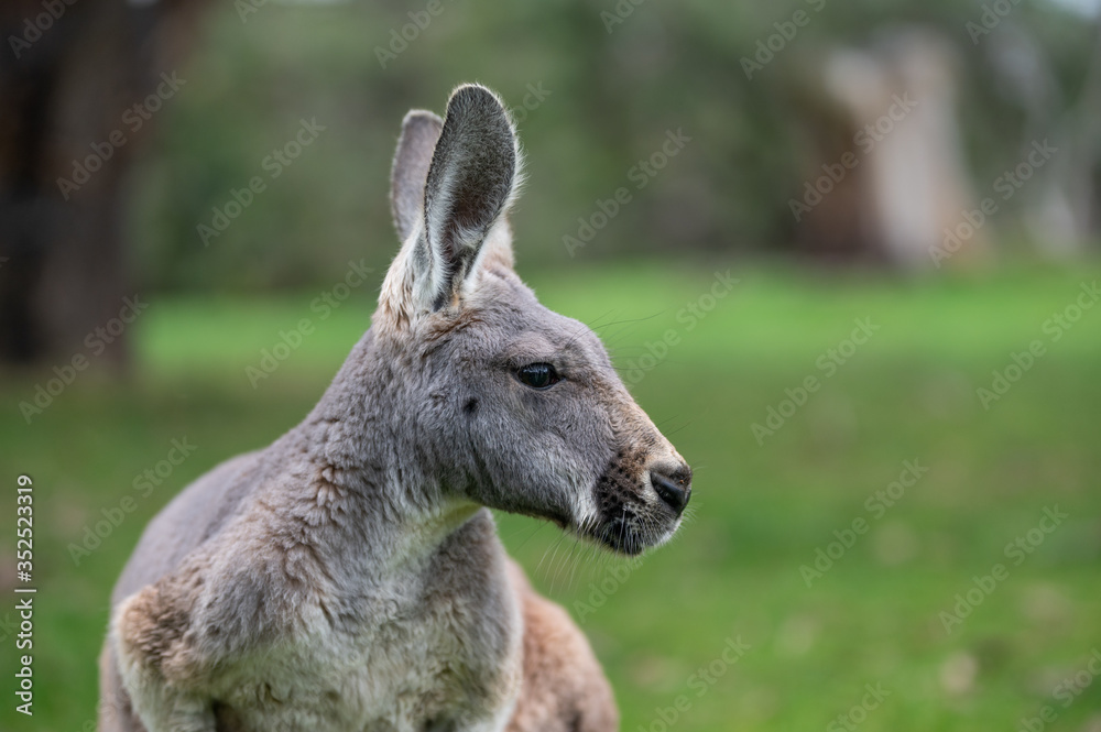 Close-Up Headshot of Eastern Grey Kangaroo in grass