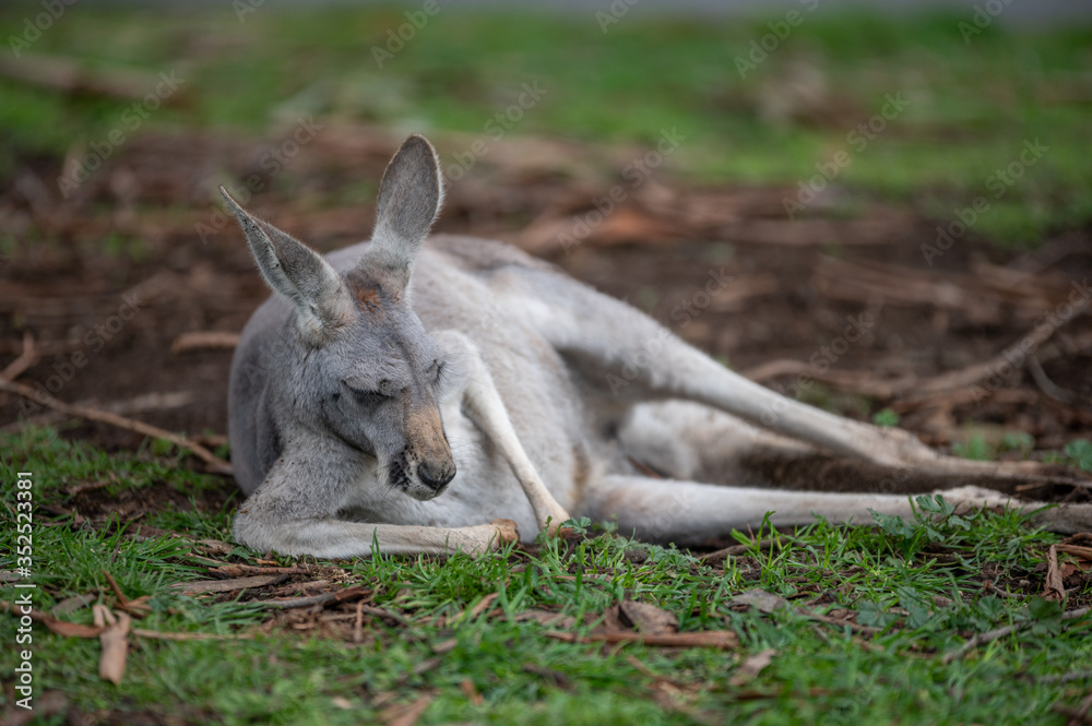 Eastern Grey Kangaroo lying asleep on the grass