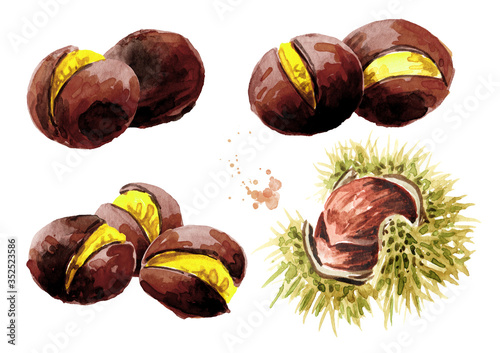 Roasted edible Chestnuts set. Hand drawn watercolor illustration isolated on white background