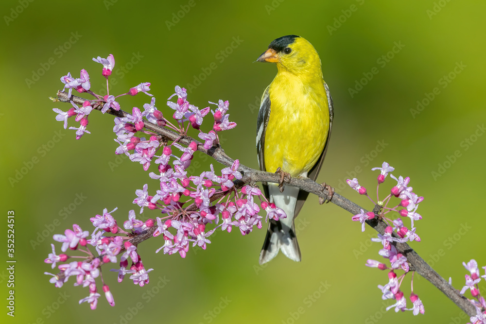 American Goldfinch on a perch with grenn background