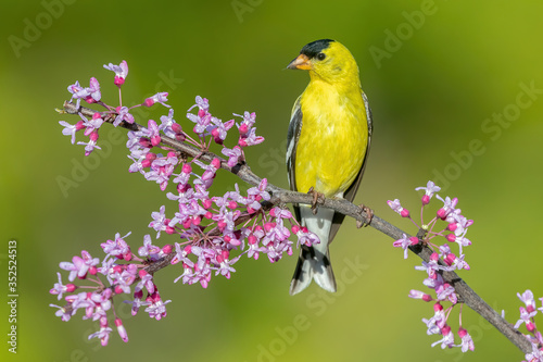 American Goldfinch on a perch with grenn background