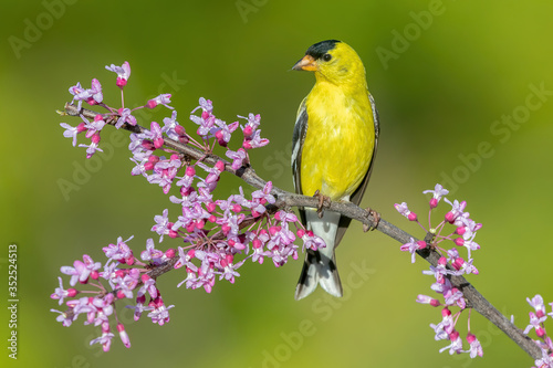 American Goldfinch on a perch with grenn background photo