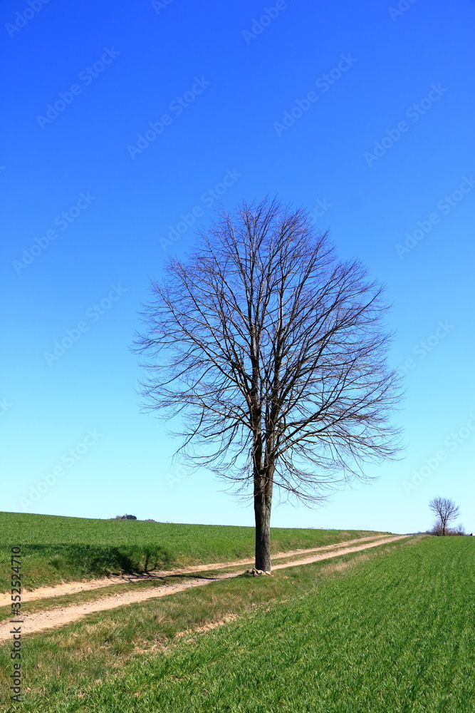 Obraz premium Spring forest theme: leafless trees and blue sky