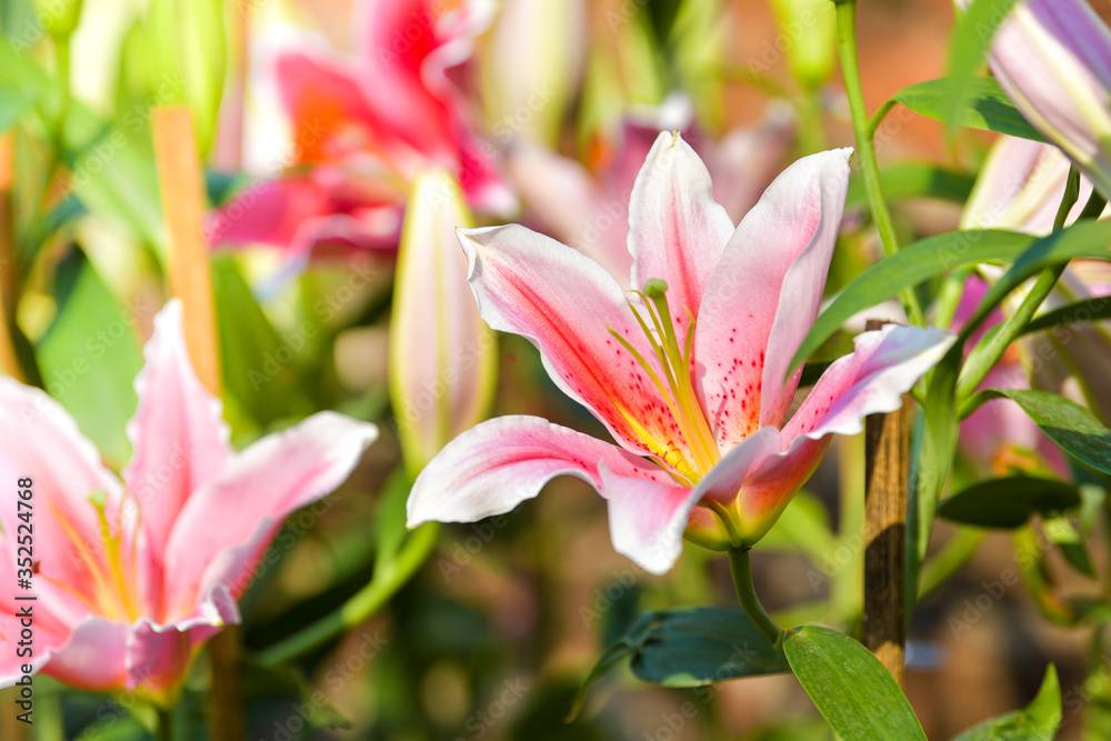 Pink lily flower in flower field. Spring nature background. Pink lily flower in flower field. Spring nature background.