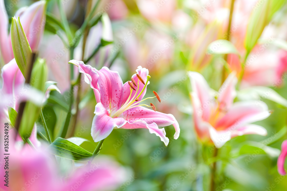Fototapeta premium Pink lily flower in flower field. Spring nature background.