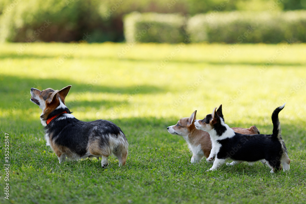 Adult Pembroke welsh corgi playing with a rubber toy together with puppies Adult Pembroke welsh corgi playing with a rubber toy together with puppies