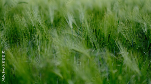 Champ de blé vert dans le vent graphique