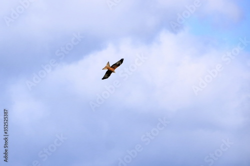 Common buzzard (Buteo buteo) flying in air