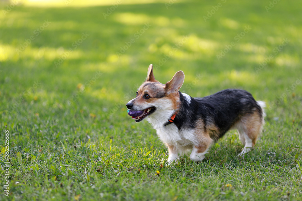 Adult Pembroke welsh corgi playing with a rubber dog  toy 
