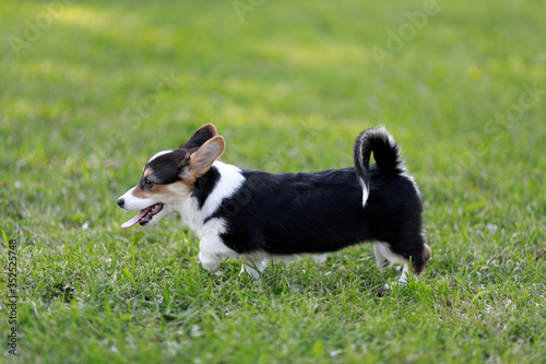 cute puppy Tricolour Tricolor Pembroke Welsh Corgi runs and playing outdoor in summer park on grass
