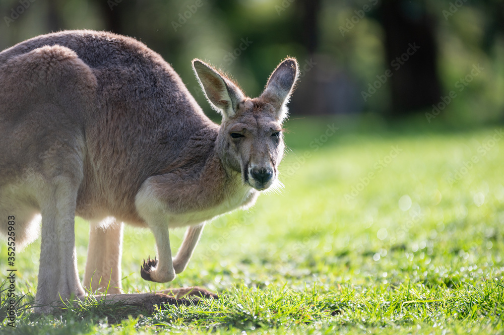 Close-Up of Eastern Grey Kangaroo in grass