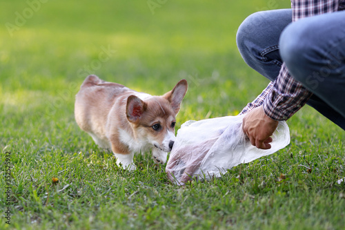 Photography Dog owner using plastic bag to cleaning dogs excrement in the park
