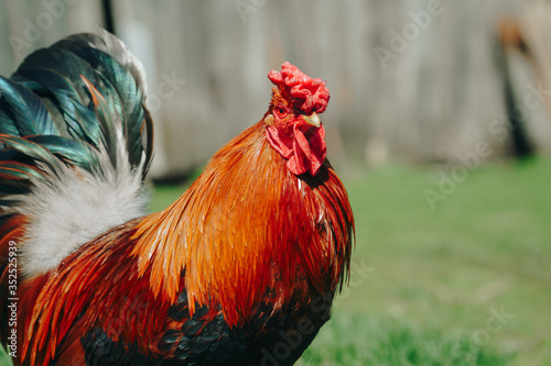 Brown domestic chicken in the summer outdoors close-up © ShevarevAlex