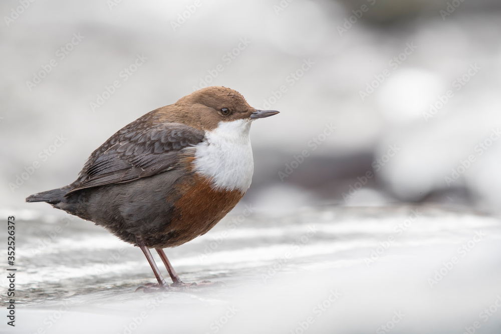 Wasseramsel am winterlichen Gebirgsbach Wasseramsel am winterlichen Gebirgsbach