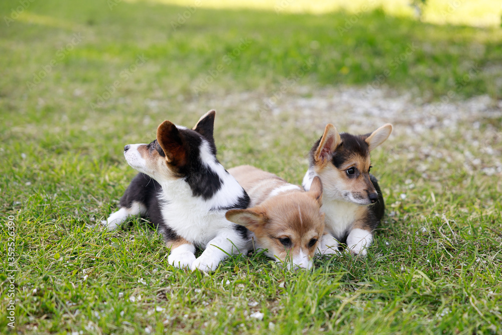 Red and black Welsh Corgi Pembroke cardigan puppies playing on the grass park outdoor Red and black Welsh Corgi Pembroke cardigan puppies playing on the grass park outdoor