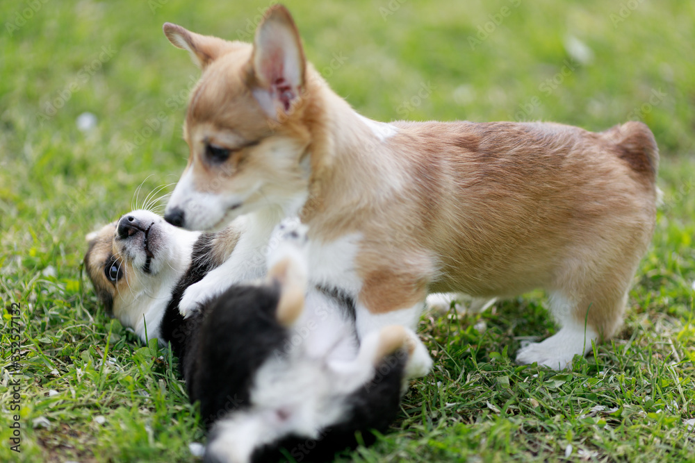 Red Funny face Welsh Corgi Pembroke runs in the park blurred background running Red Funny face Welsh Corgi Pembroke runs in the park blurred background running