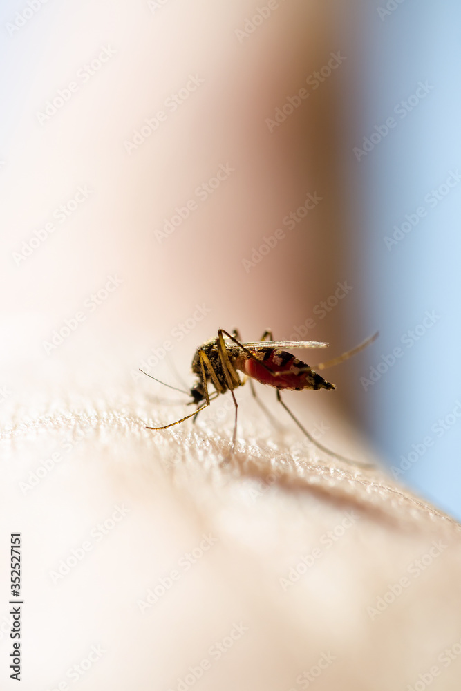 Dangerous Malaria Infected Mosquito Bite, Encephalitis, Yellow Fever, Dengue, Mayaro Disease, Zika, EEEV or EEE Virus Infectious Culex Parasite Insect Dangerous Malaria Infected Mosquito Bite, Encephalitis, Yellow Fever, Dengue, Mayaro Disease, Zika, EEEV or EEE Virus Infectious Culex Parasite Insect