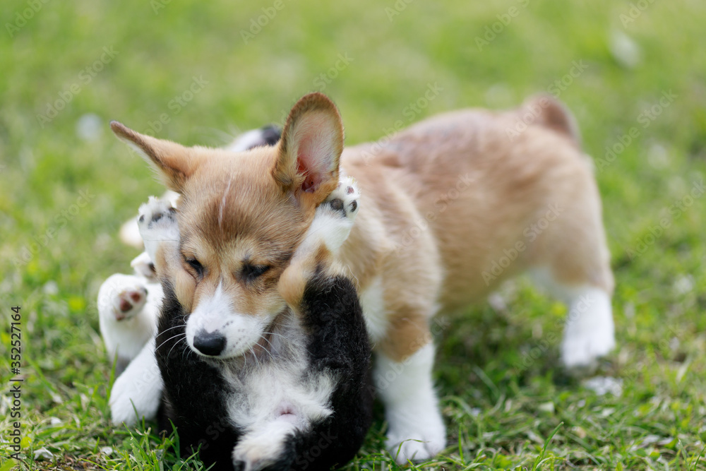 Red Funny face Welsh Corgi Pembroke runs in the park blurred background running Red Funny face Welsh Corgi Pembroke runs in the park blurred background running