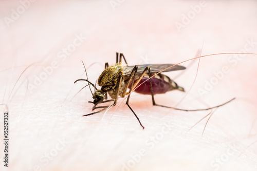 Wallpaper Mural Dangerous Malaria Infected Culex Mosquito Bite, Leishmaniasis, Encephalitis, Yellow Fever, Dengue, Mayaro Disease, Zika, EEEV or EEE Virus Infectious Parasite Insect Macro Torontodigital.ca