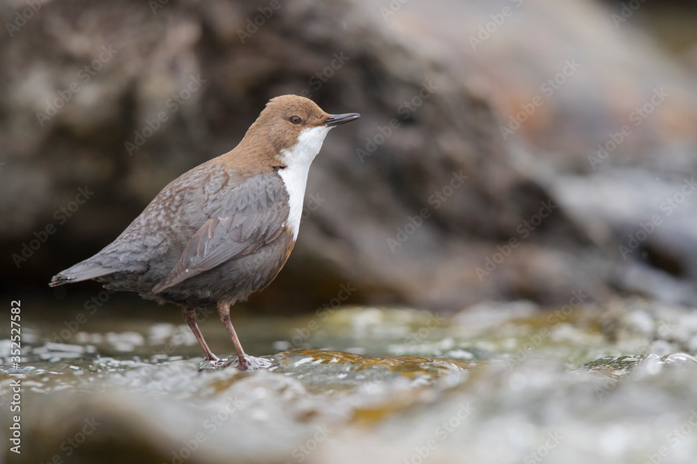 Wasseramsel am winterlichen Gebirgsbach Wasseramsel am winterlichen Gebirgsbach