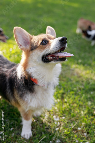 Adult Pembroke welsh corgi playing with a rope together with puppies in park © NEZNAEV