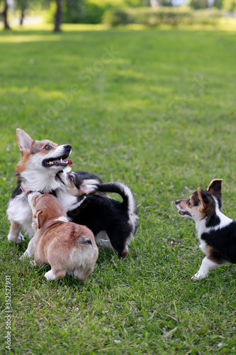 Adult Pembroke welsh corgi playing with a rope together with puppies in park