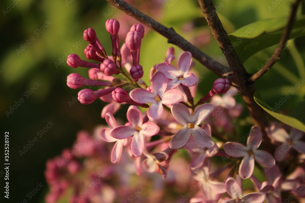 pink magnolia flower