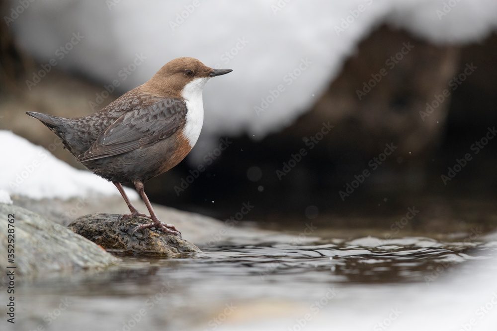 Wasseramsel am winterlichen Gebirgsbach Wasseramsel am winterlichen Gebirgsbach