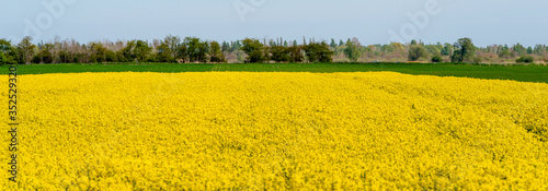 landscape of spring rapeseed field