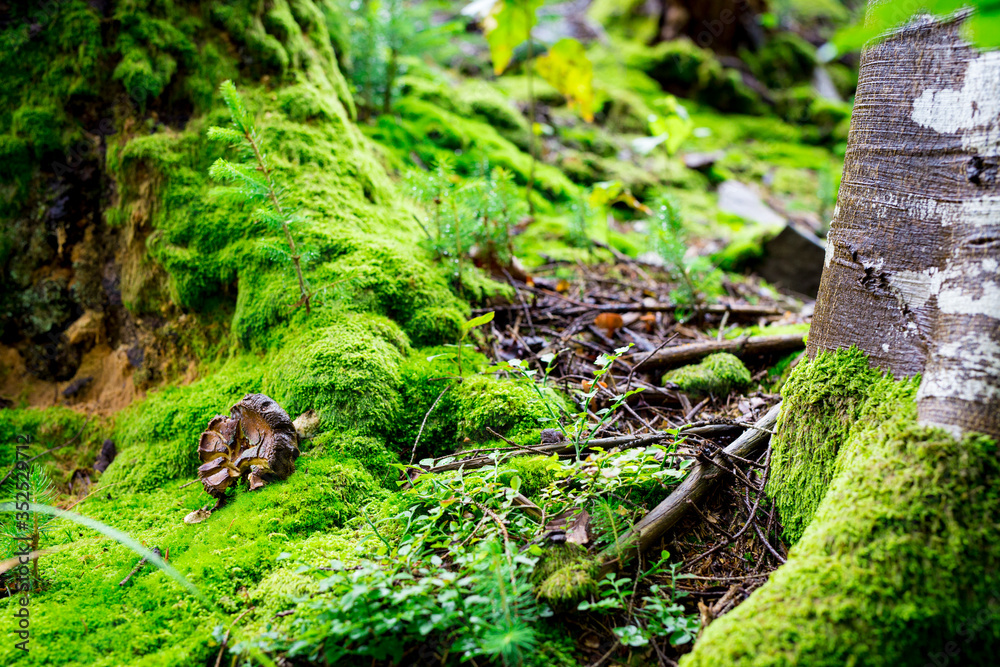 Old fallen mushroom under the moss covered tree trunks Old fallen mushroom under the moss covered tree trunks