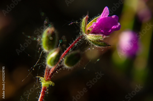 spider on a flower
