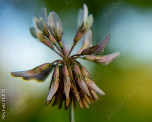 buds of flower